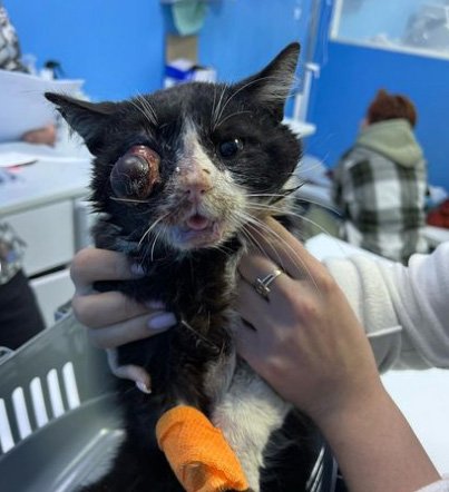 В Ужгороді неадеквати вистрелили коту в око - фото, слабконервних не дивитись