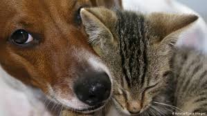 На Закарпатті стартувала вакцинація диких тварин