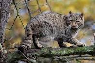 На Рахівщині фотопастки «впіймали» лісового кота (ВІДЕО)