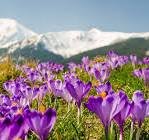 2024 – Рік квіткового туризму на Закарпатті