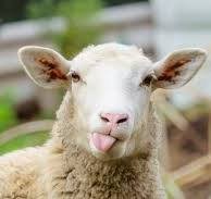 Вівчар з Мукачева: продовжуючи дідівські традиції