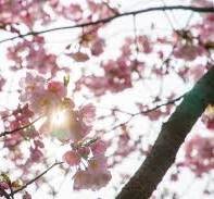 Почали цвісти сакури в Мукачеві та Ужгороді (відео)