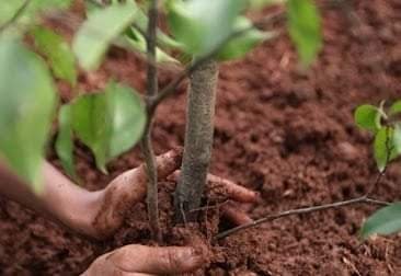 Уряд розширив умови надання грантів на розвиток садівництва, тепличного господарства, ягідництва та виноградарства