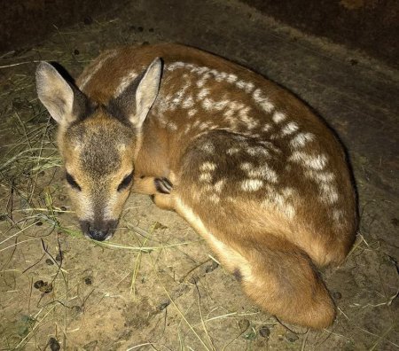 На Міжгірщині місцеві жителі врятували оленятко від нападу собак