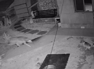 У селі на Закарпатті вовк зайшов у двір і загриз собаку (ВІДЕО)