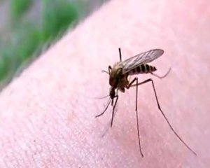 Троє українців померли від хвороби, що передається від комарів