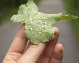 У чотирьох областях очікуються сильні опади: оновлено прогноз на завтра
