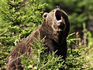 У сусідній із Закарпаттям області ведмедиця напала на грибника: що відомо