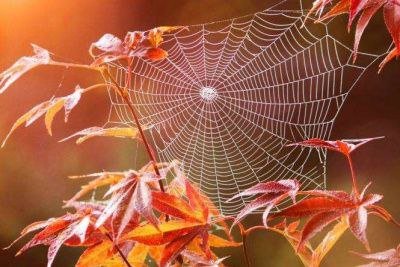 "Бабине літо" повертається на Закарпаття