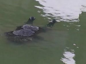 На Закарпатті виявили тіло потопельника