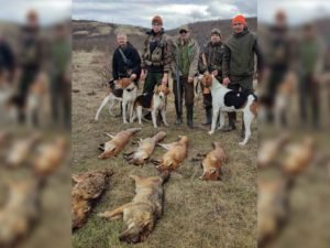 На Закарпатті мисливці вбили 133 лисиці та 7 шакалів