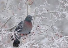 В області сніжить: закарпатські патрульні попереджають водіїв про складні умови на дорогах