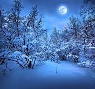 У Карпатах на камеру попався ведмедик, який розважаючись катав засніжений тюк сіна