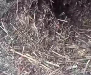 Через аномально теплу зиму у Карпатах уже почали “прокидатися” від зимової сплячки комахи (ВІДЕО)