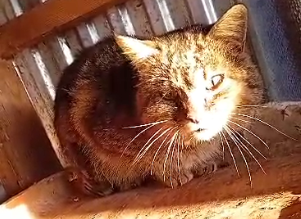 Закарпатка врятувала життя дикому лісовому коту (ФОТО, ВІДЕО)