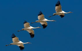 Ранні мандрівники: на Закарпатті зафіксували зграю з тисячі журавлів (ВІДЕО)