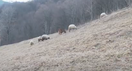 Програма підтримки вівчарства на Рахівщині (ВІДЕО)