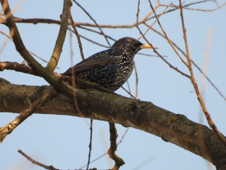 На Закарпаття повернулись шпаки (ФОТО)