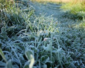 Нічні заморозки й холод ще триватимуть – оновлений прогноз