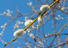 13 квітня: це цікаво знати