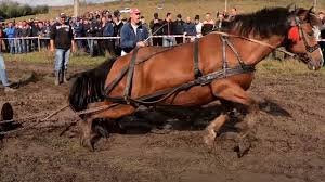 Трагедія на змаганнях у Румунії: Кінь помер після перетягування майже 2-тонної колоди
