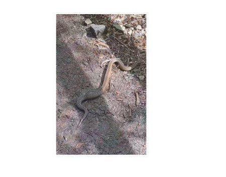 Нині – зміїний день: що можна і що категорично не можна робити