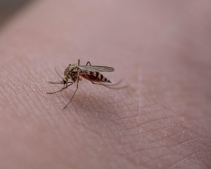 Комарі переносять небезпечний вірус – ВООЗ б’є на сполох