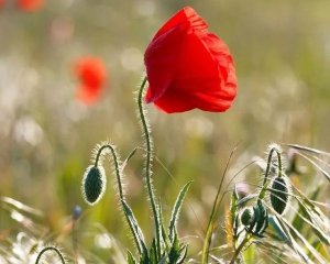 Шість рослин, які заборонено вирощувати в Україні