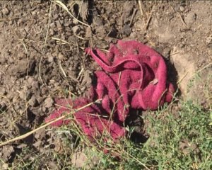 Таємне дітовбивство: жінка викликала пологи і закопала тіло немовляти на подвір'ї