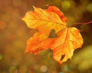 Чи буде ще бабине літо цього року: що кажуть в Укргідрометцентрі