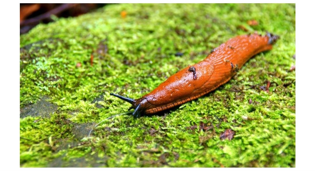 Живі заморозки: Експерти розкрили шокуючу таємницю, як слимаки переживають найлютіші зими