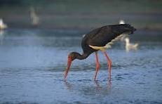 Ситуація з Червонокнижними птахами в Україні: Ключові висновки