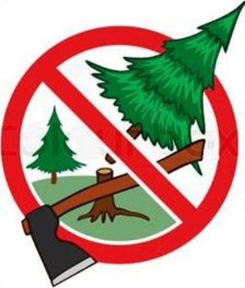 Парк «Синевир» оголосив війну браконьєрам: ліс захищають від тих, хто «краде» новорічні ялинки