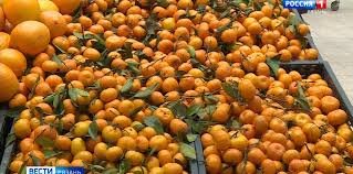 Закарпатські Ринки: Сезон мандаринів провалився? Чому зник новорічний ажіотаж