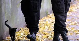 Мережу сколихнуло жорстоке відео: на Закарпатті група осіб влаштувала розправу над беззахисним котом