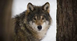 На Закарпатті помітили вовка, який вільно розгулював дорогою (ВІДЕО)