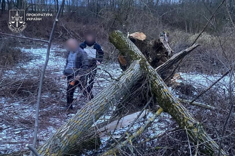 Кривава недбалість на Мукачівщині: 8-річна дівчинка загинула під стовбуром дерева на очах у рідних