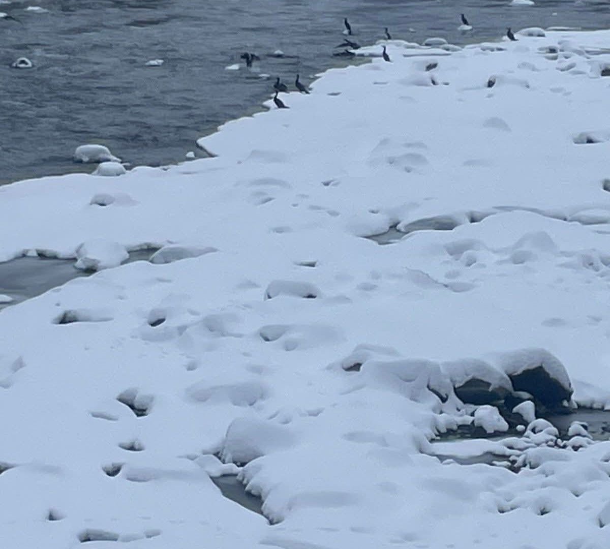 ​Екологічна сенсація на Тисі: на гірській річці помітили нетипових для Карпат птахів (ФОТО)