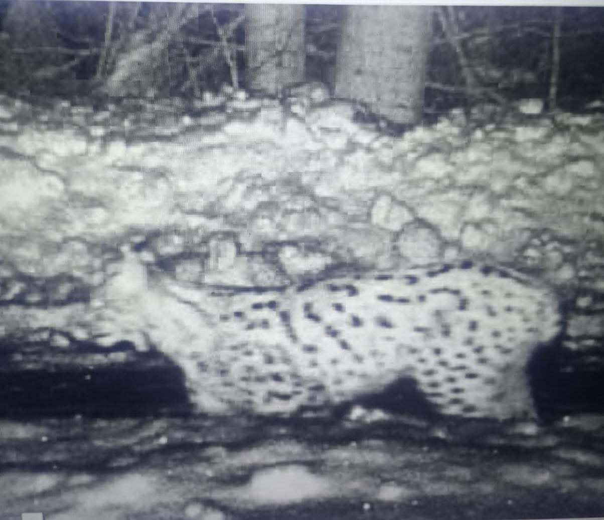 «Інспектор Рись» повернувся: на кордоні Закарпаття знову зафіксували хижака у високогір’ї