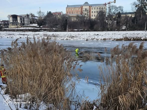 Крижана пастка на Ужі: в Ужгороді рятувальники визволили лебедя, який примерз до льоду (ФОТО)