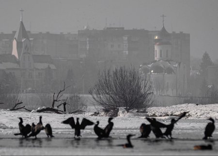 Небезпечні гості: чому експансія бакланів на річки Закарпаття — це не привід для радості