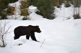 Ведмеді на Закарпатті прокинулися через аномальне тепло: лісівники попередили про небезпеку
