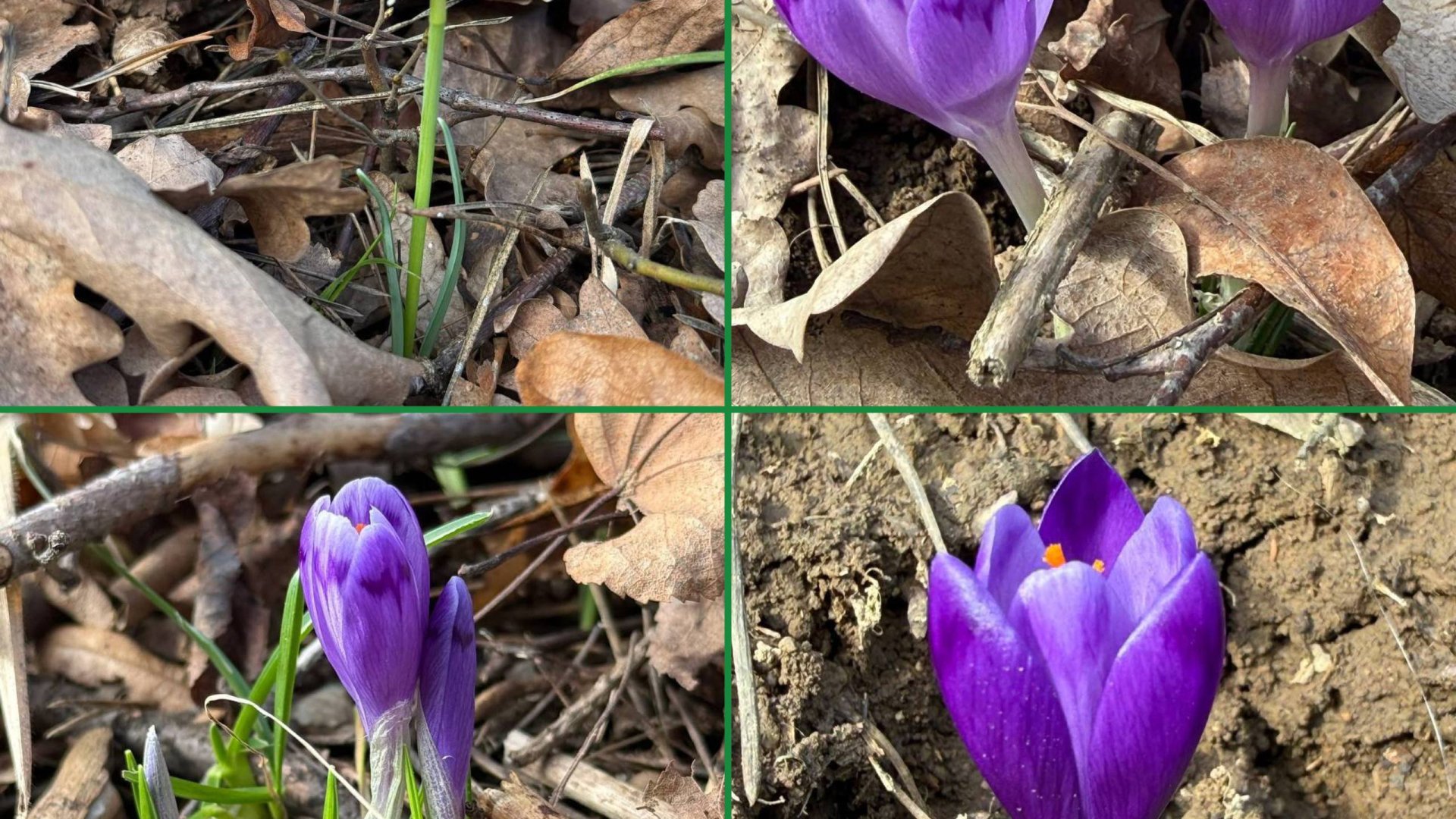 На Закарпатті зацвіли перші шафрани: весна вже вступає в свої права