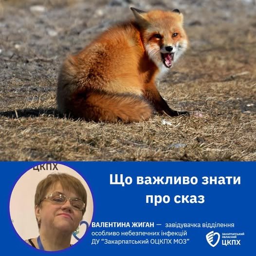 Сказ на Закарпатті: смертельна загроза виходить із лісів у міста — зафіксовано нові випадки