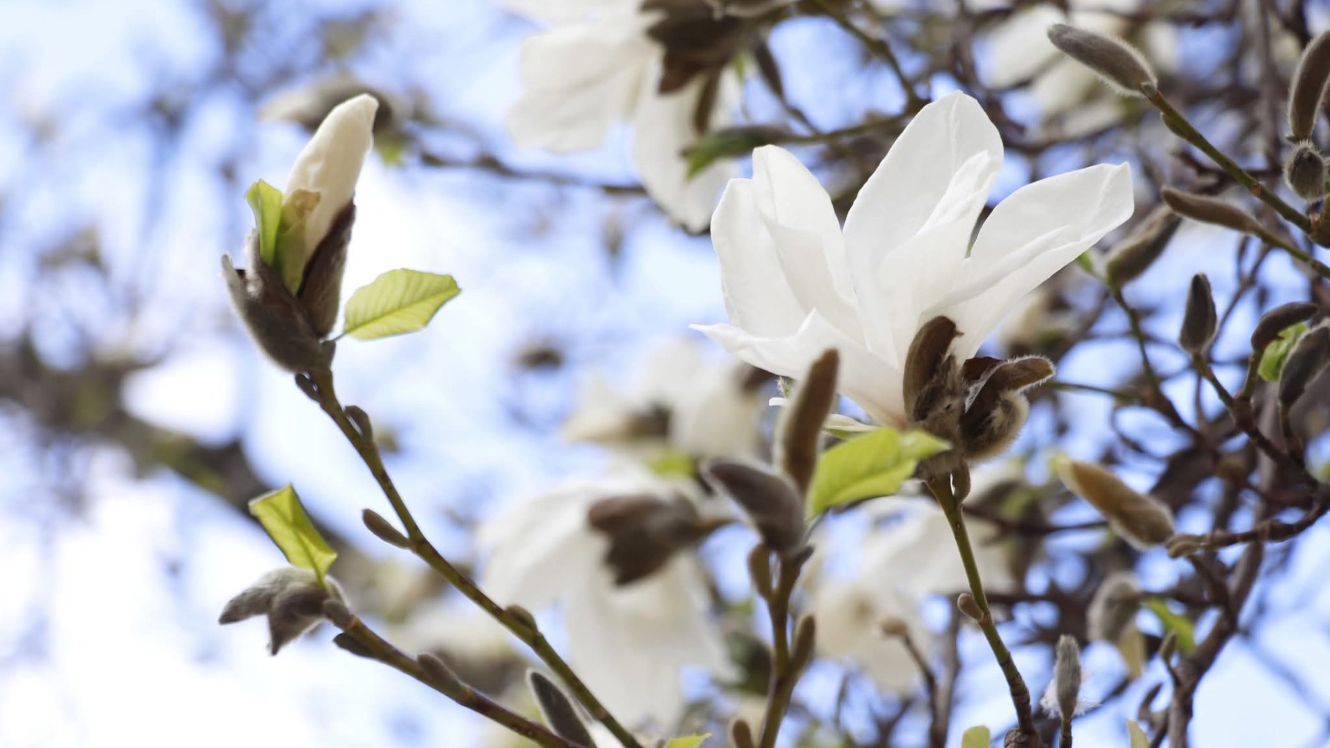 У Мукачеві  зацвіла ніжна й витончена магнолія Кобус