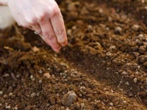 Пора на город: як визначити готовність ґрунту за допомогою бур'янів та шпаргалка температур для овочів