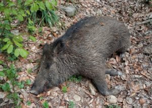 Затисянське лісництво Закарпаття: ліси всіяні трупами диких кабанів, люди б’ють на сполох