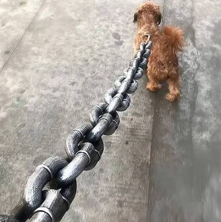 Ланцюг у квартирі — штраф: на Закарпатті суд покарав чоловіка за жорстоке поводження з собакою