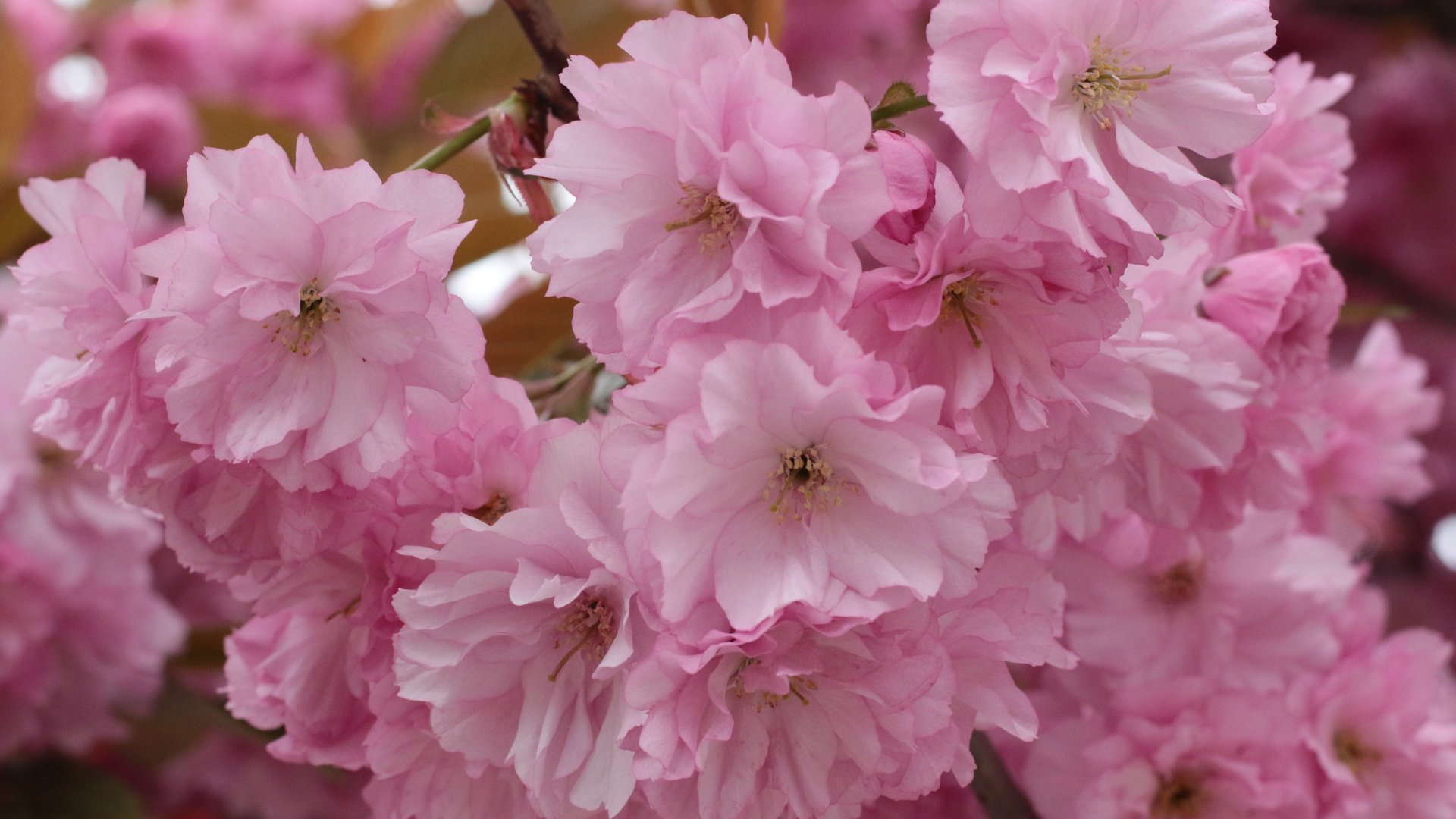 Не лише сакури: як «прокидаються» Карпатські заповідники і чому це важливо побачити саме зараз