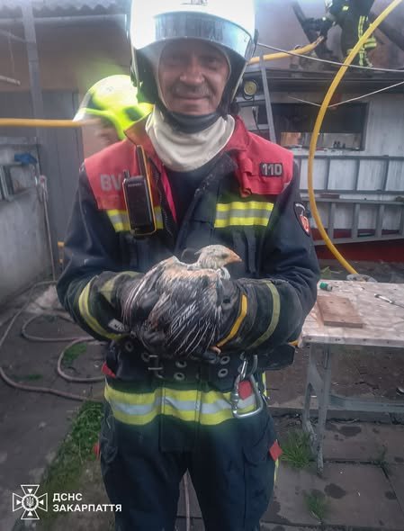 Пожежа Солотвино: рятувальники ДСНС здійснили «пухнасту» спецоперацію та врятували шість життів